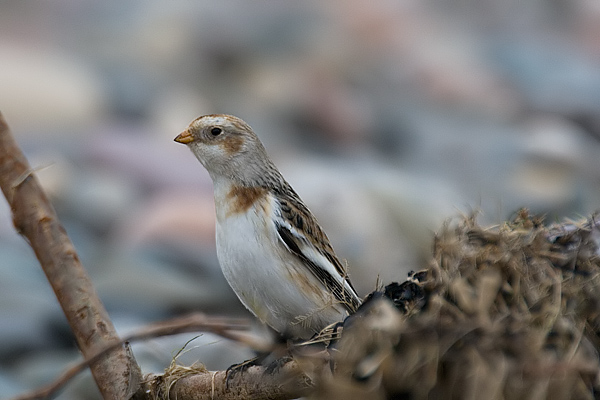Snow Bunting