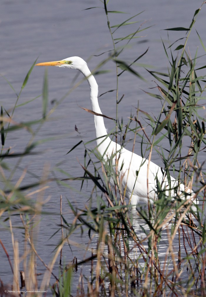 Great White Egret