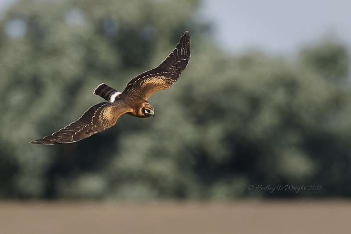 Pallid Harrier