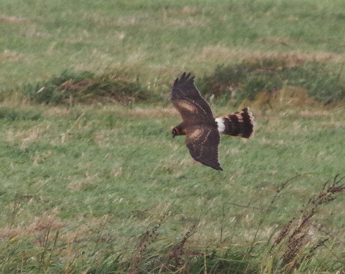 Pallid Harrier