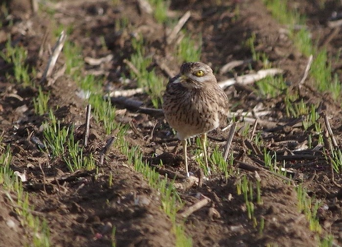 Stone Curlew