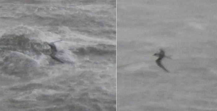 Black Tern