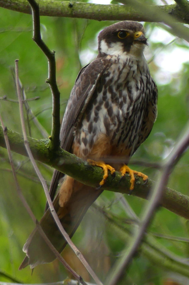 Hobby