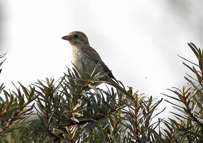 Woodchat Shrike