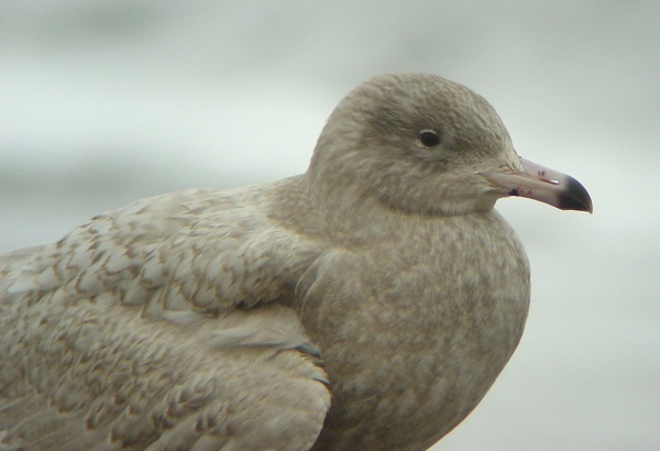 Glaucous Gull