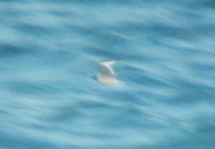 Sabine's Gull