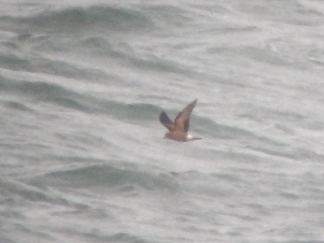 Leach's Petrel