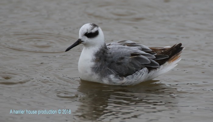 Grey Phalarope