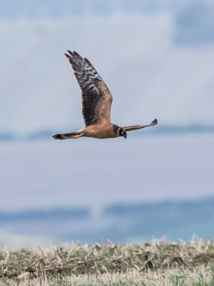 Pallid Harrier