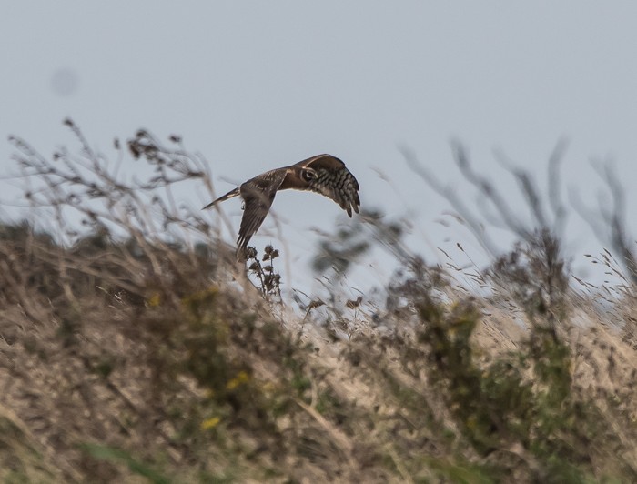 Pallid Harrier