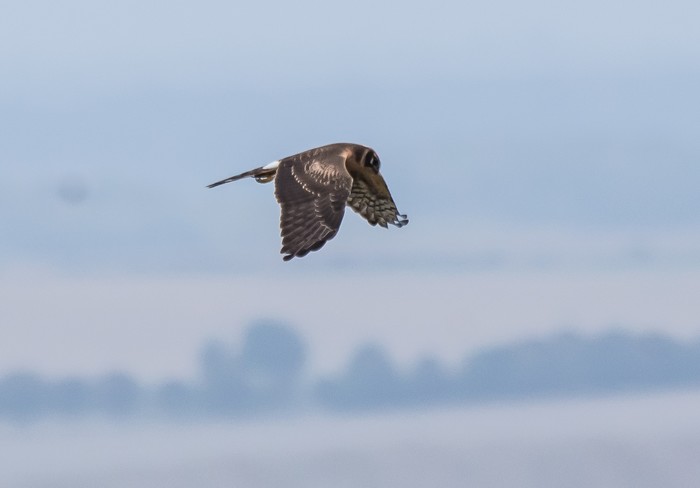 Pallid Harrier