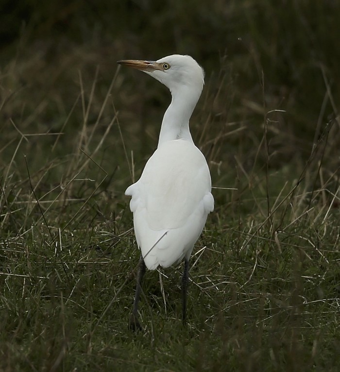 Cattle Egret