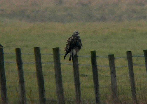 Rough-legged Buzzard