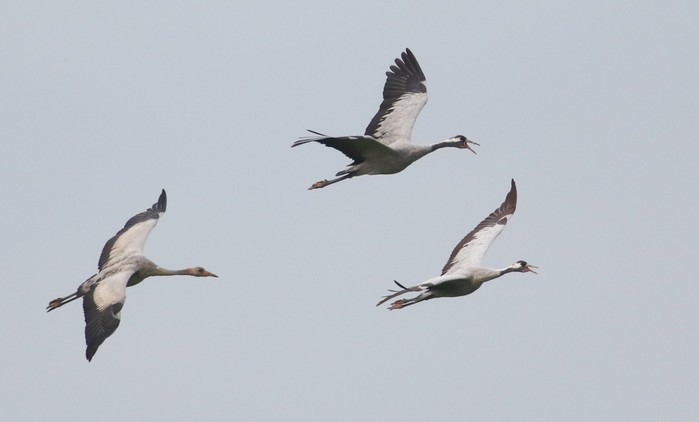 Common Crane