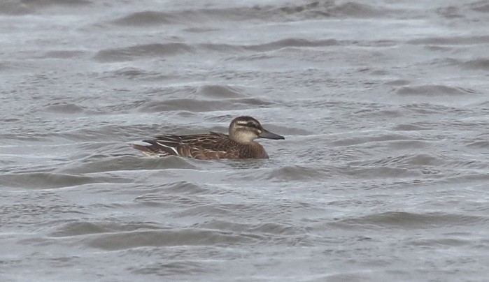 Garganey
