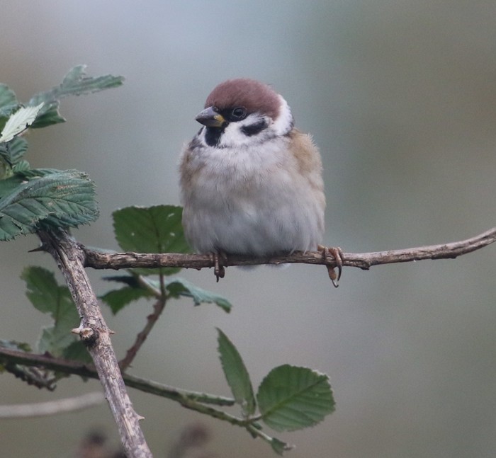 Tree Sparrow