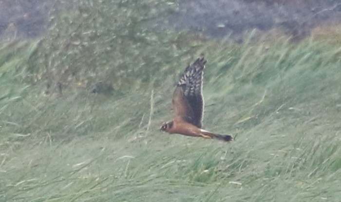 Pallid Harrier