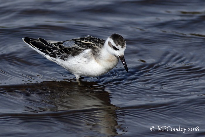 Grey Phalarope