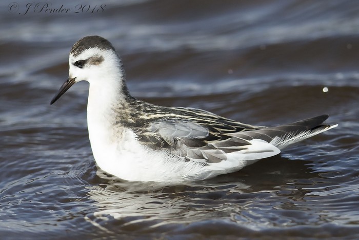 Grey Phalarope