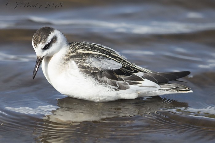 Grey Phalarope