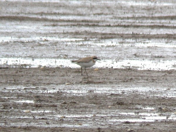 Greater Sand Plover