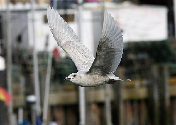 Iceland Gull