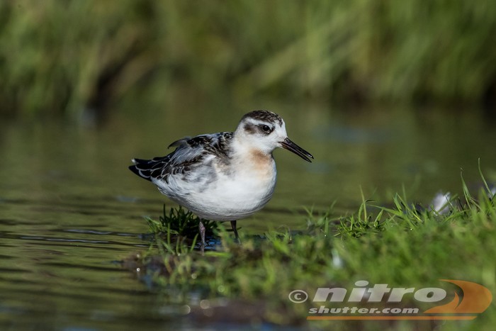 Grey Phalarope