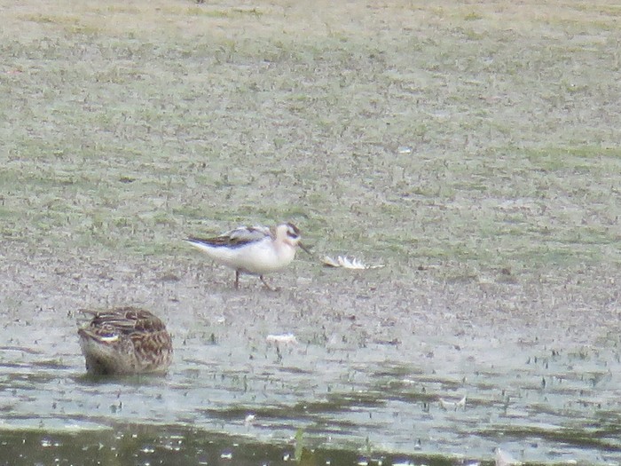Grey Phalarope
