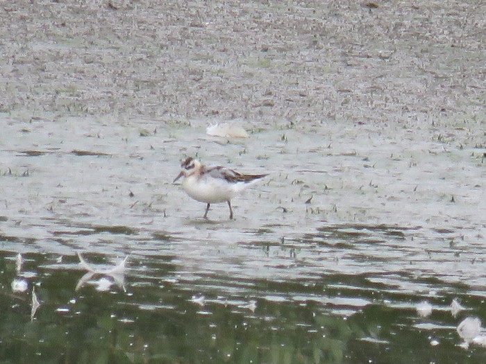 Grey Phalarope