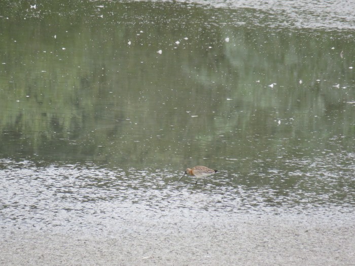 Black-tailed Godwit