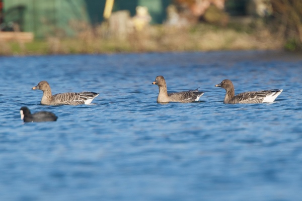 Tundra Bean Goose