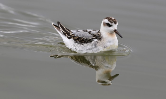 Grey Phalarope