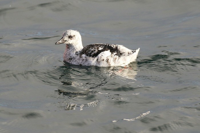 Black Guillemot