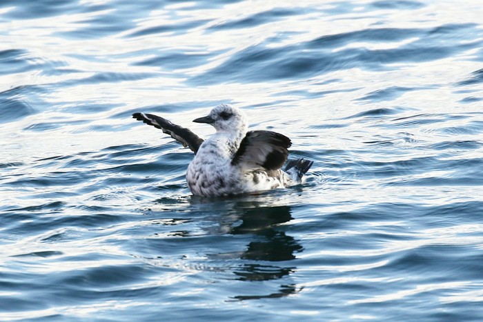Black Guillemot