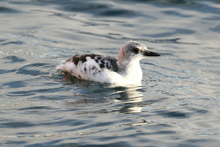 Black Guillemot
