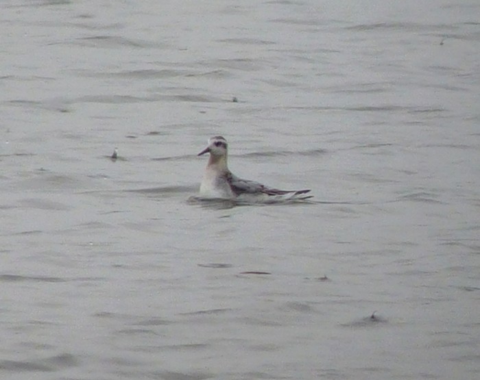 Grey Phalarope