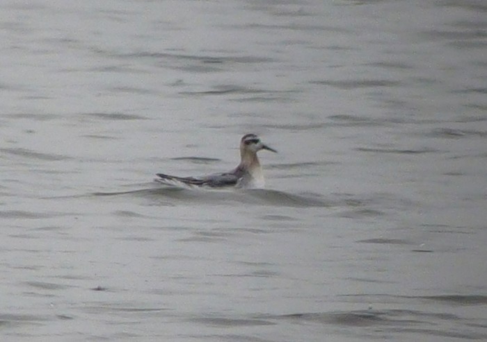 Grey Phalarope