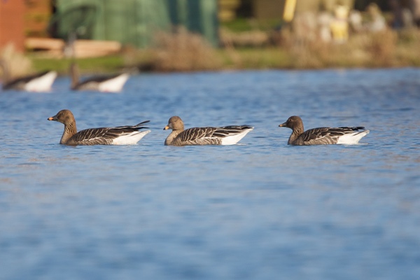 Tundra Bean Goose
