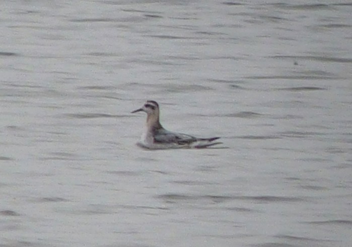 Grey Phalarope