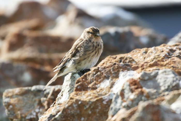 Twite