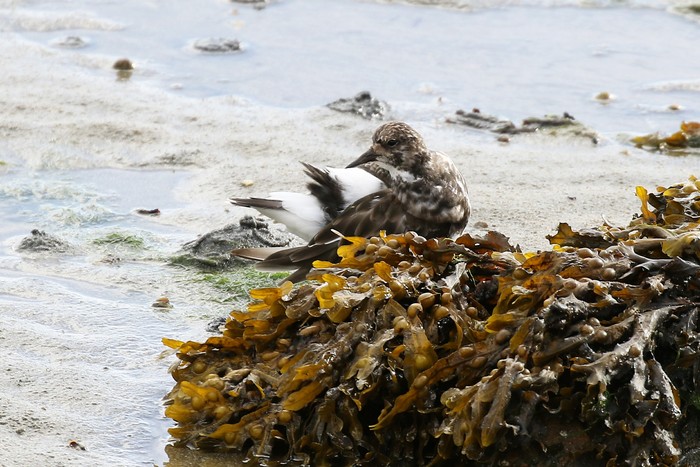 Turnstone