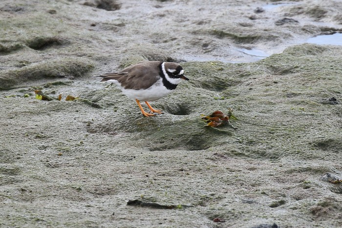 Ringed Plover