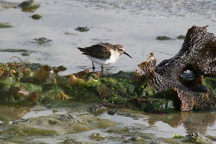 Dunlin