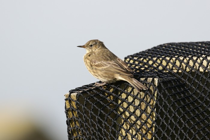 Rock Pipit