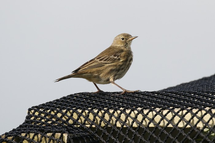 Rock Pipit