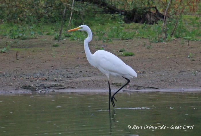 Great White Egret