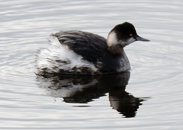 Black-necked Grebe
