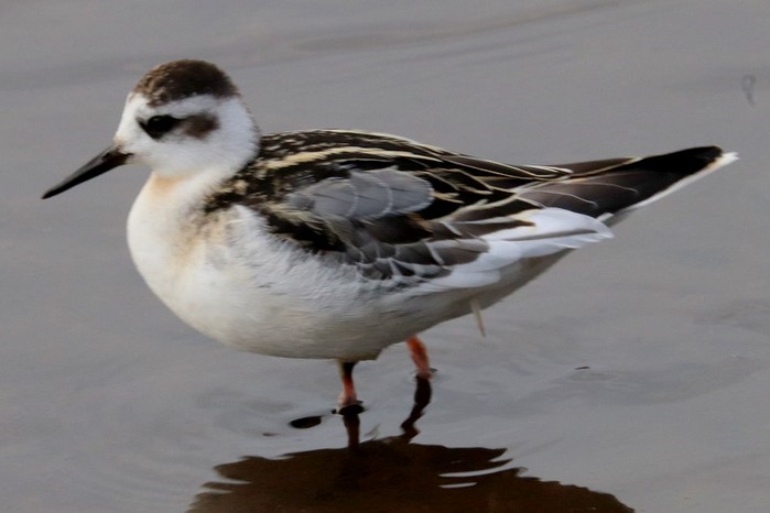 Grey Phalarope