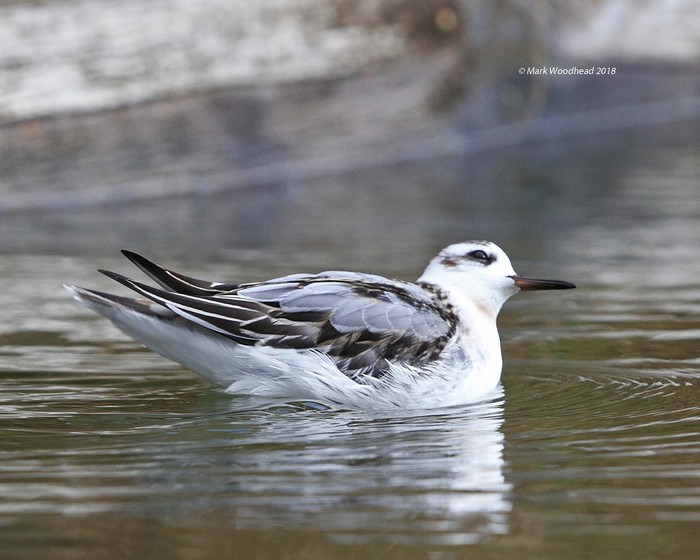 Grey Phalarope