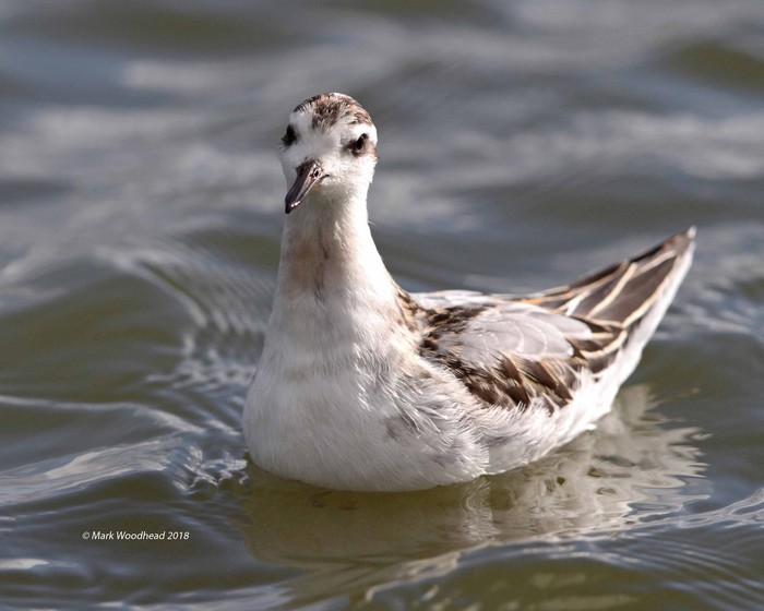 Grey Phalarope